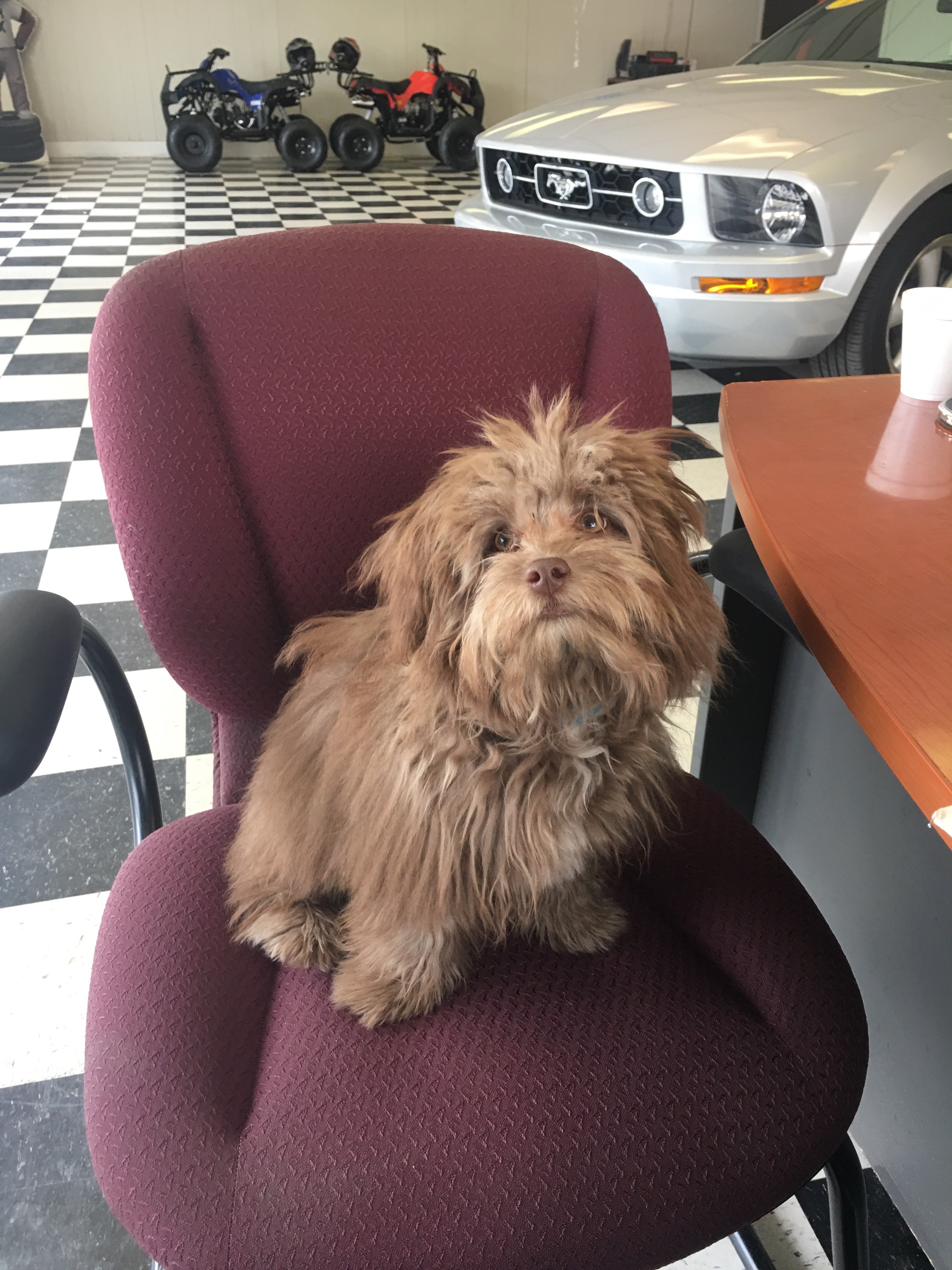 Uptown Auto Imports in Raleigh, NC 27604